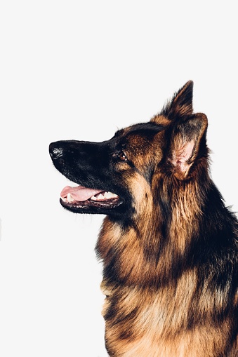 American German Shepherd dog looking up and to the left with open mouth. waiting for a treat. white background. copy space