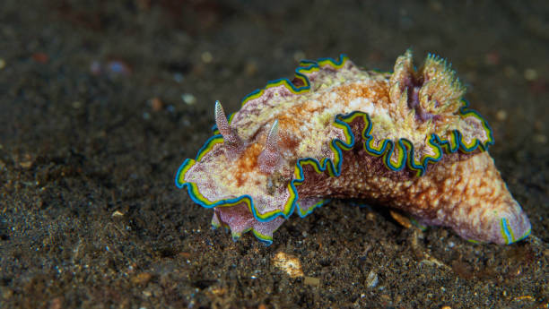 istock Colorful nudibranch Seaslug on Coral reef 1445369835