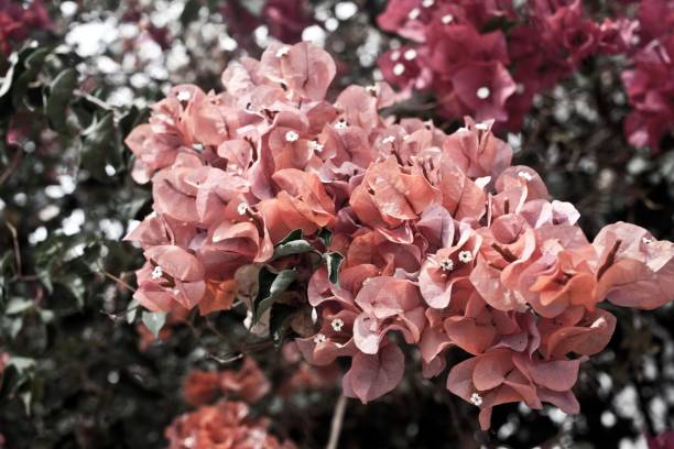 istock Orange flower in the garden 1445369883