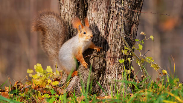 istock Red squirell Sciurus vulgaris in the wild 1445369982