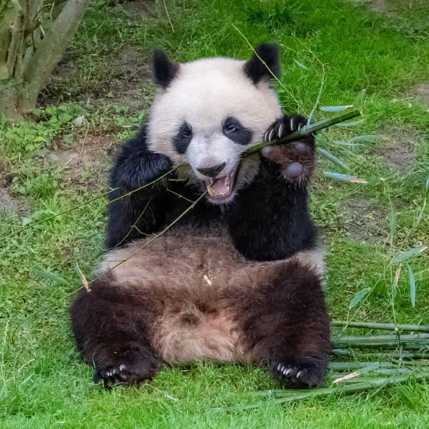 istock Young giant panda eating bamboo 1445370071