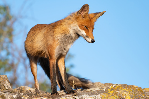 Red fox Vulpes vulpes on a blue sky background.