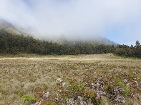 A field of dry grass and a mountain covered in fogs