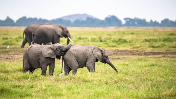istock Two young elephants playing in the herd, funny animals 1445370395