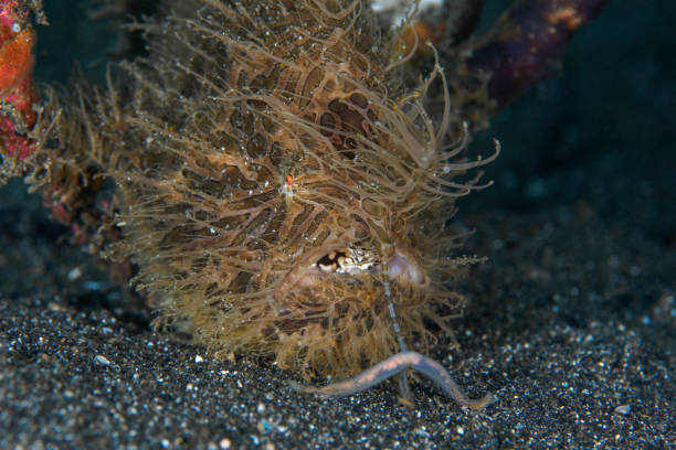 istock Hairy frogfish in the Lembeh Strait - Straited frogfish -Antennarius striatus 1445370830