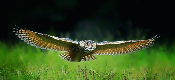 A Eurasian eagle-owl (Bubo bubo) flying low over grass