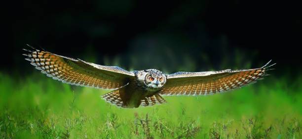 Eurasian eagle-owl (Bubo bubo) flying low over grass A Eurasian eagle-owl (Bubo bubo) flying low over grass eurasian eagle owl stock pictures, royalty-free photos & images