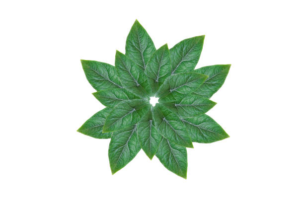 Alocasia Scalprum make flower on white background
