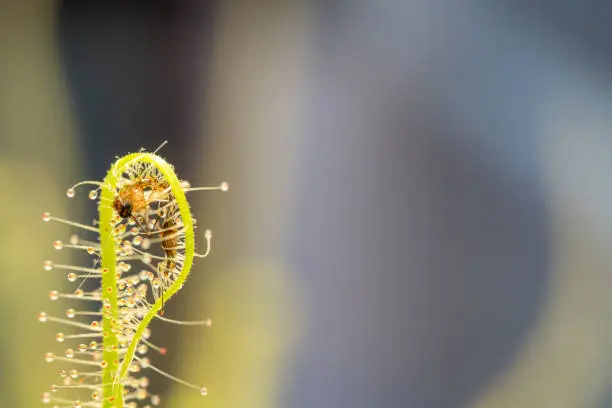 A macro looks like a mosquito-type insect wrapped in a Drosera Indica leaf. This leaf is equipped with a weapon in the form of tentacles with a sticky liquid