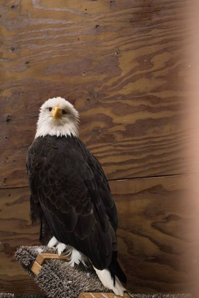 istock Vertical shot of a bald eagle perched on a branch surface near a wooden wall 1445373651