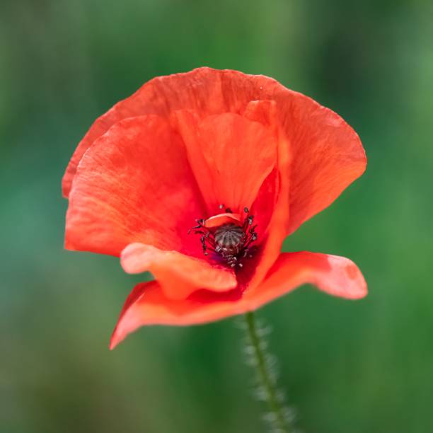 uma papoula vermelha na primavera - poppy bud - fotografias e filmes do acervo