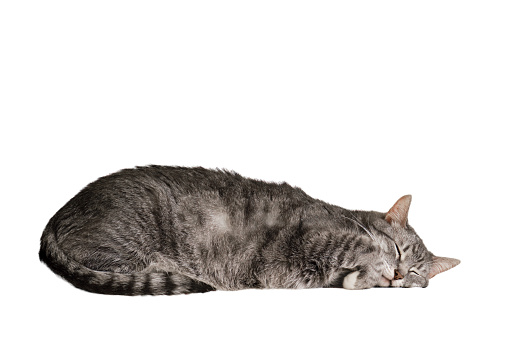 A big gray tabby cat sleeps, isolated on a white background. A pet sleeps with his eyes closed