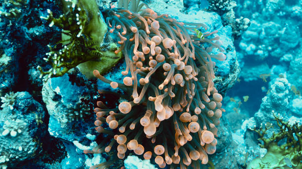 Bubble Anemone (Entacmaea quadricolor) with Red Sea Anemonefish (Amphiprion bicinctus) Unusually large and colorful Bubble Anemone with Red Sea Anemonefish in coral seascape. bubble tip anemone entacmaea quadricolor stock pictures, royalty-free photos & images