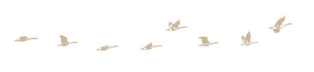 istock Flock of Canada Geese flying in V-Formation 1445375504