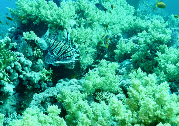 istock Common Lionfish (Pterois miles) with Soft Coral (Litophyton arboreaum) 1445375673