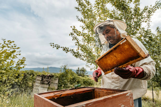 istock Beekeeper Collecting Honey From The Honeycombs 1445375839