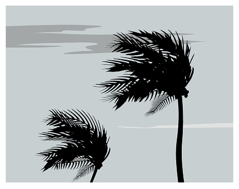 Palm trees silhouettes shaking by the wind on a stormy and cloudy gray day. Vector illustration.