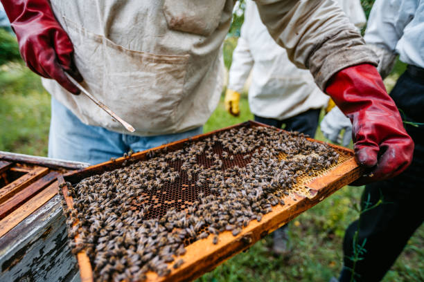 istock Beekeeper Collecting Honey From The Honeycombs 1445375963