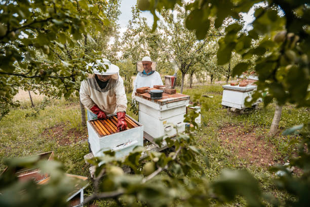istock Two Beekeepers Collecting Honey From The Honeycombs 1445376157