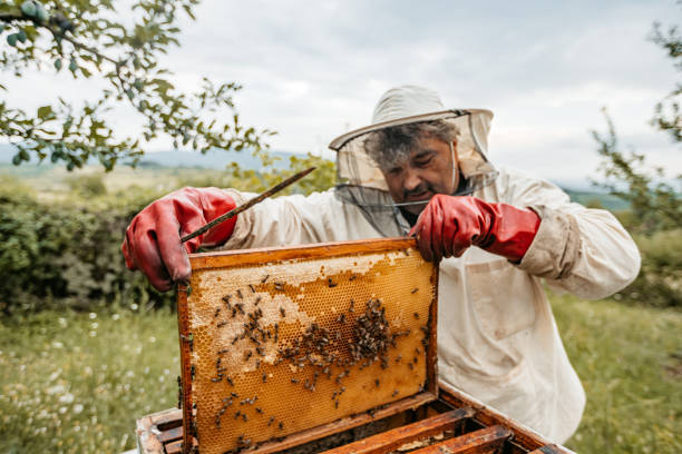 istock Beekeeper Collecting Honey From The Honeycombs 1445376520