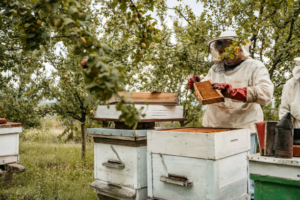 istock Beekeeper Collecting Honey From The Honeycombs 1445376704