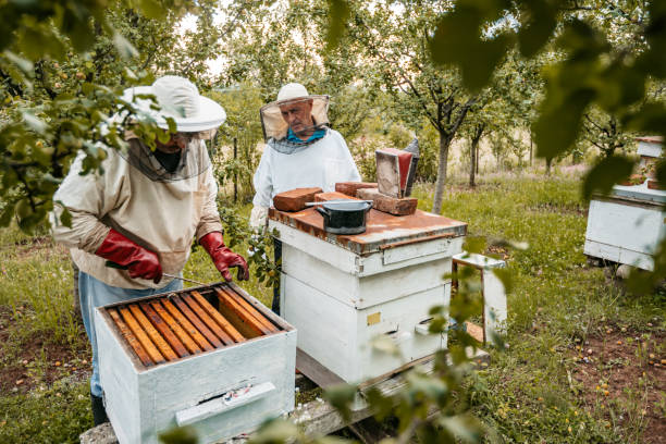 istock Two Beekeepers Collecting Honey From The Honeycombs 1445377273