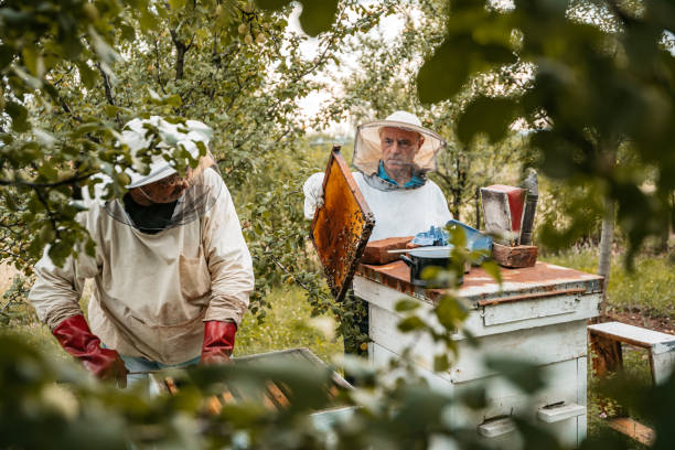 istock Two Beekeepers Collecting Honey From The Honeycombs 1445377285