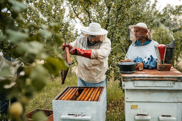 istock Two Beekeepers Collecting Honey From The Honeycombs 1445377317