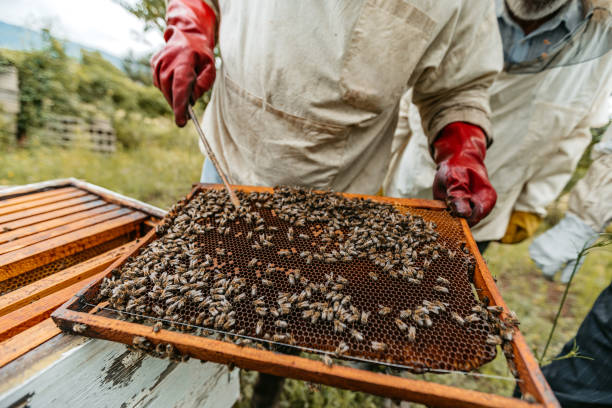 istock Two Beekeepers Collecting Honey From The Honeycombs 1445377394
