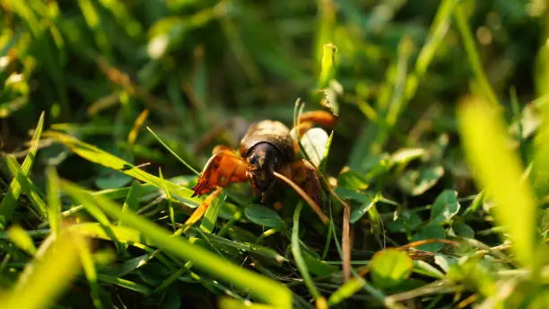 A mole cricket makes its way through the green grass. Macro shot from nature on a meadow. Insects photo