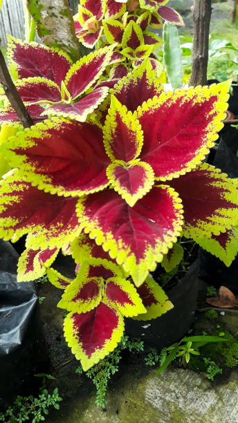 istock Red and green leaves, Coleus Plant 1445378523