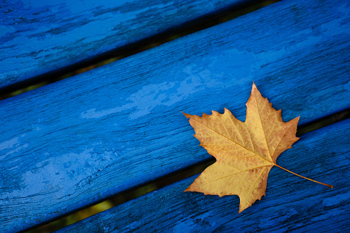 Yellow maple leaf on blue old wooden background.Fall season, autumn,nature cycle concept.