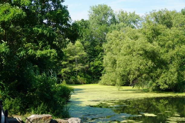 istock Ban Cortlandt Park 1445380239