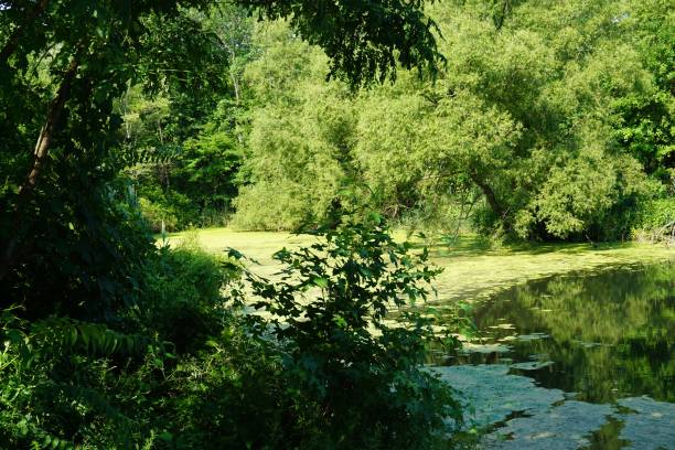 istock Ban Cortlandt Park 1445380507