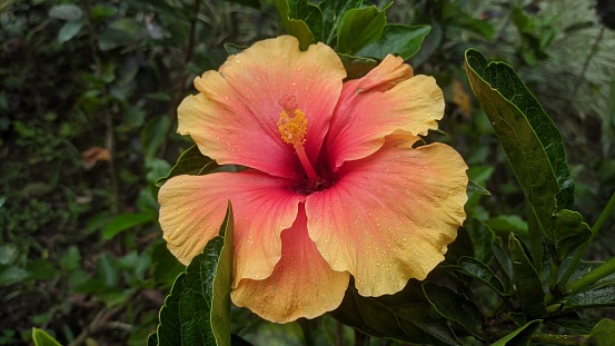 Red and yellow hibiscus flower on a green background. In the tropical garden.
