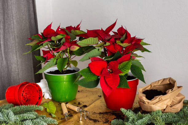 trasplante de flores de navidad de poinsettia - poinsettia flower potted plant plant fotografías e imágenes de stock