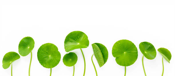 istock Close up centella asiatica leaves with rain drop isolated on white background top view. 1445382250