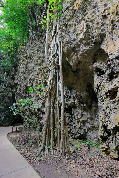 istock Kenting National Forest Recreation Area 1445382472