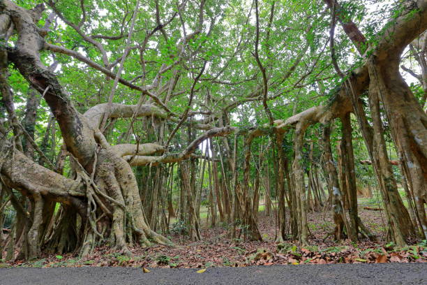 istock Kenting National Forest Recreation Area 1445382504