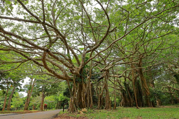istock Kenting National Forest Recreation Area 1445382507