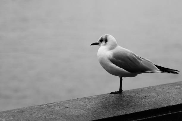 istock Looking out to sea 1445383674