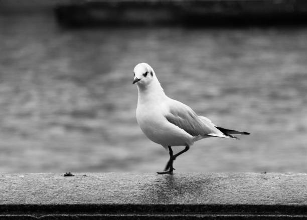 istock Seagull walking by the riverbank 1445383806