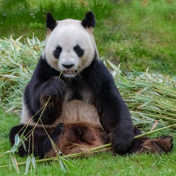 istock Young giant panda eating bamboo i 1445383986