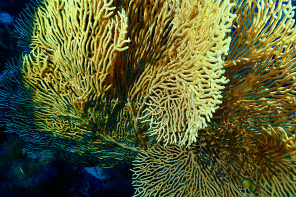 istock Giant Sea Fan close-up. 1445383991