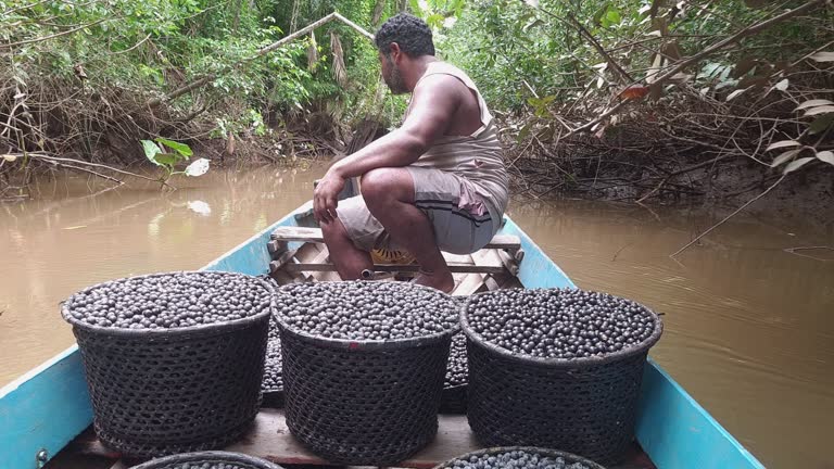 Just harvested acai fruits, packed in 