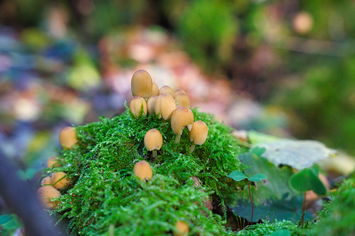 Coprinellus micaceus or mica cap, beautiful mushrooms growing in moss