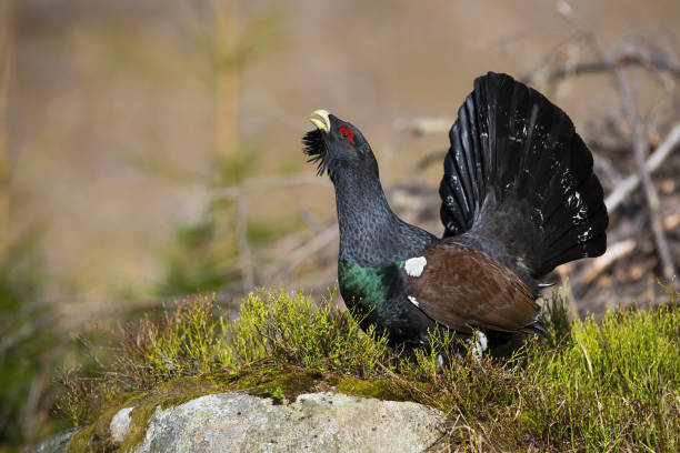 Western capercaillie lekking in forest in autumn nature Western capercaillie, tetrao urogallus, lekking in forest in autumn nature. Wild grouse courting in woodland in fall. Black bird sitting on green moss. tetrao urogallus stock pictures, royalty-free photos & images