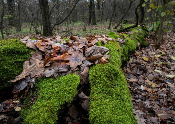 istock Woods with trees and moss autumn time 1445387730