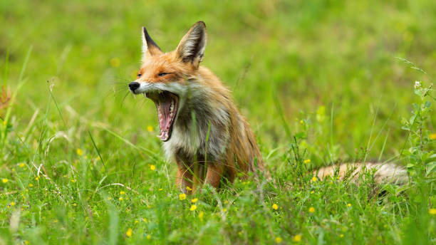 istock Tired red fox yawning on blooming meadow in summer 1445387775