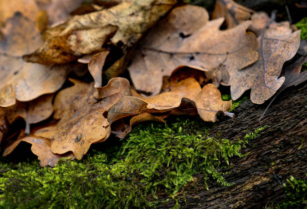istock Woods with trees and moss autumn time 1445387798